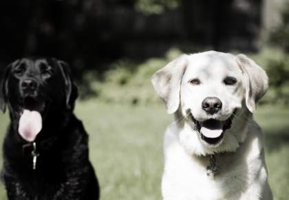 Premium Pet Sitting