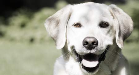 Pet Sitter Dog