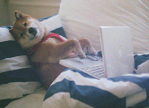 Premium Pet Sitter Will Get Back To You Shortly